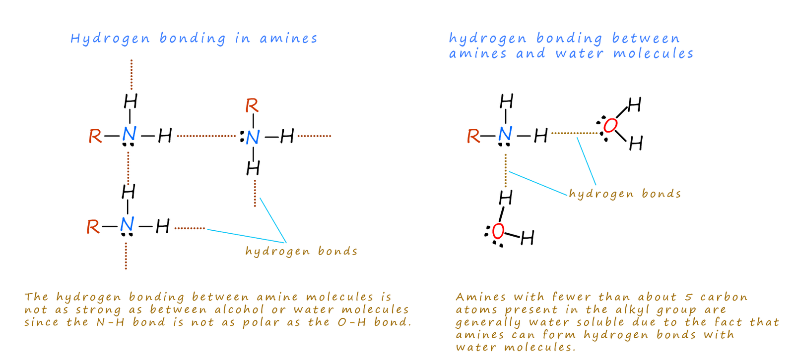 hydrogen bonding between amine molecules and between water and amine molecules